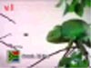 baygon_kamaleon.wmv