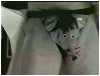 topo.mpeg