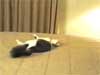 catcrash.mpeg