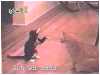 catfury.mpeg
