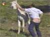 donkey.mpeg