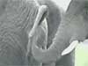 elephantslunch.avi