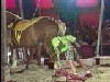 horsebottom.avi