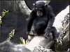 monkeysmell.mpeg