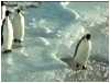 pinguin.mpg