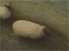 sheepcrash.qt