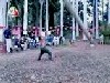 kamikaze.mpeg